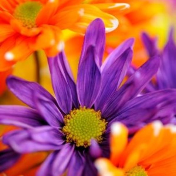 ALL REASONABLE OFFERS CONSIDERED - Picture 1 of 2